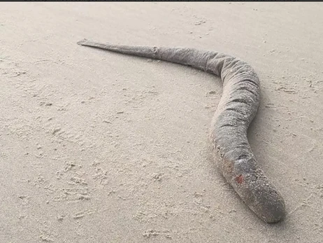 У Нідерландах на пляжі знайшли унікальну «рибу-вампіра»
