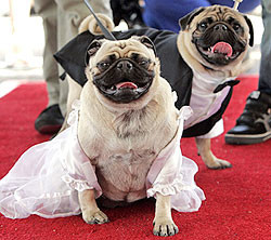 Владельцы собак устроили массовое бракосочетание своих питомцев  