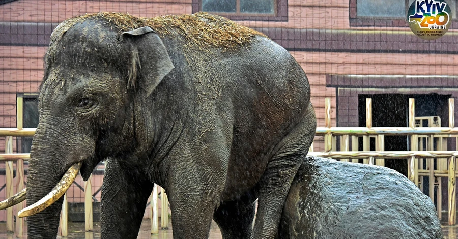 Киевский зоопарк приглашает на ланч с их самым большим обитателем - слоном Хорасом