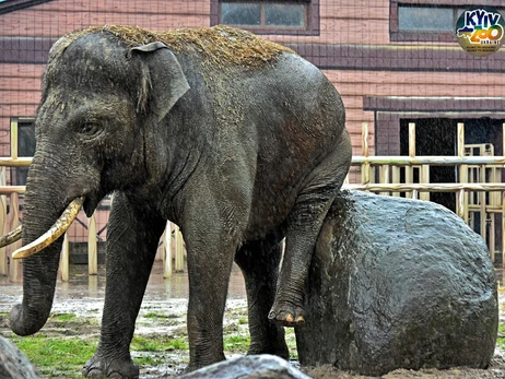 Киевский зоопарк приглашает на ланч с их самым большим обитателем - слоном Хорасом