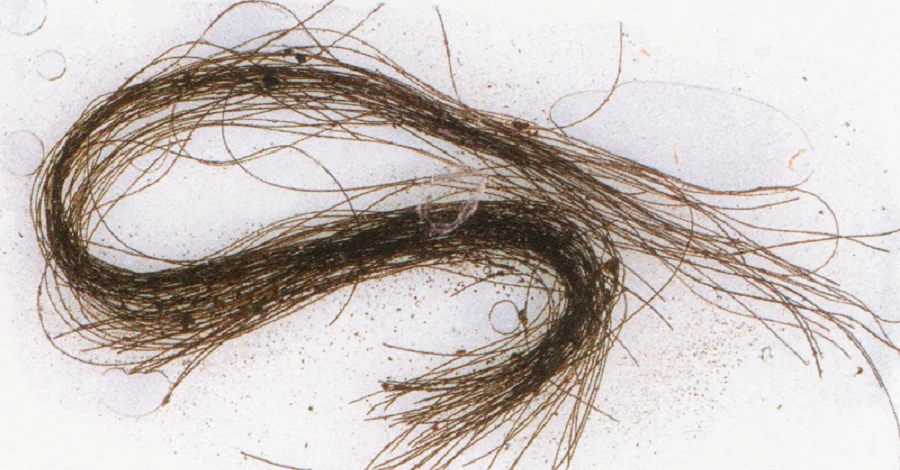 Вчені вияснии, що три тисячі років тому у Європі вживали психотропи