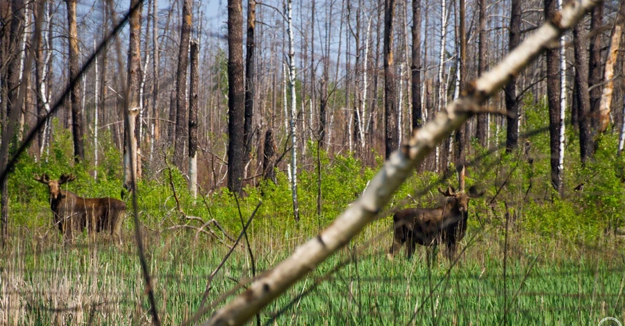 У Чорнобильському заповіднику сфотографували унікальних лосів-близнюків
