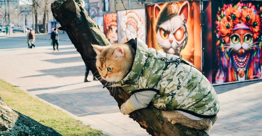 Мяу-ефект: чому ми любимо котів і навіщо назвали солдатів «котиками»