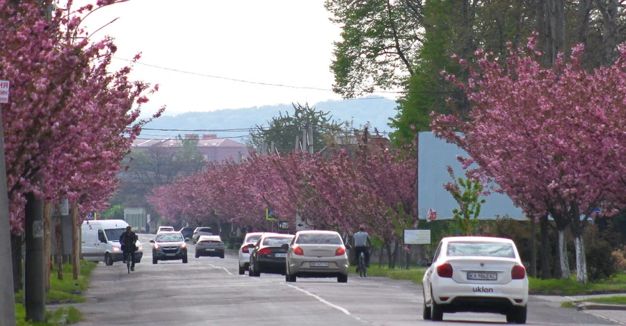 В Мукачево расцвела самая длинная аллея сакур в Закарпатье