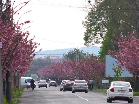 В Мукачево расцвела самая длинная аллея сакур в Закарпатье