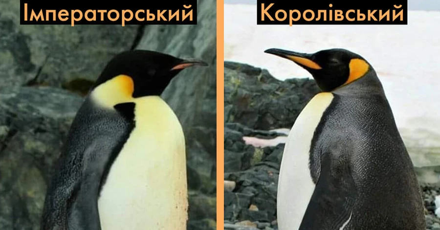 Полярники розповіли, чому королівські пінгвіни не люблять станцію Вернадського