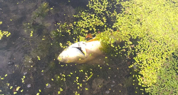 В Украине впервые будут судить за экоцид