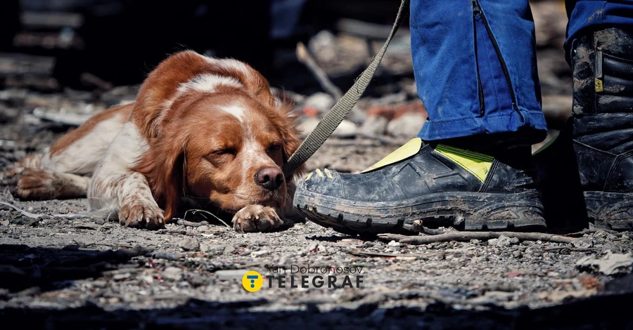 Волонтери показали фото з Умані, на якому пес-рятувальник заснув на руїнах зруйнованого будинку