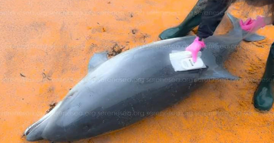 Біля окупованого Криму знайдено багато загиблих дельфінів