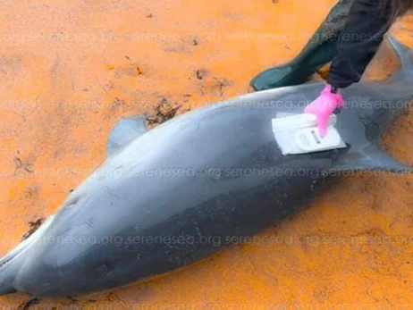 Біля окупованого Криму знайдено багато загиблих дельфінів