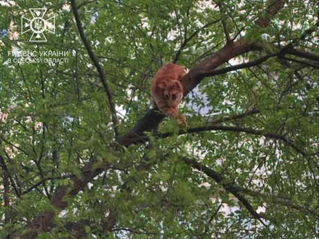 В Одессе с дерева сняли кота и женщину, пытавшуюся его спасти