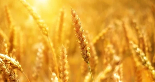 Еврокомиссия запретила импорт четырех видов агропродукции из Украины