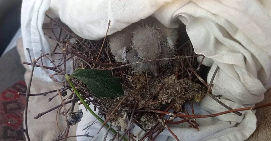 Зоозащитники спасли птенца горлицы после ночного обстрела Запорожья