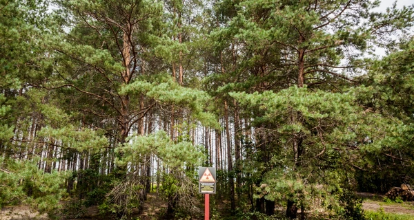 В українських лісах зоборонили висаджувати деякі види дуба, ясена та клена - це 