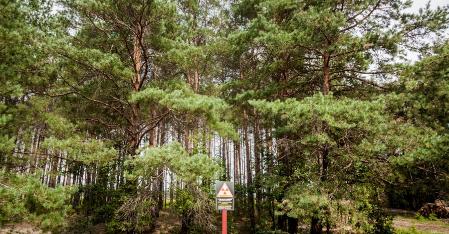 В украинских лесах запретили высаживать некоторые виды дуба, ясеня и клена - это 