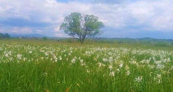 В Карпатах зацвела Долина нарциссов, там можно увидеть уникальные дикие цветы