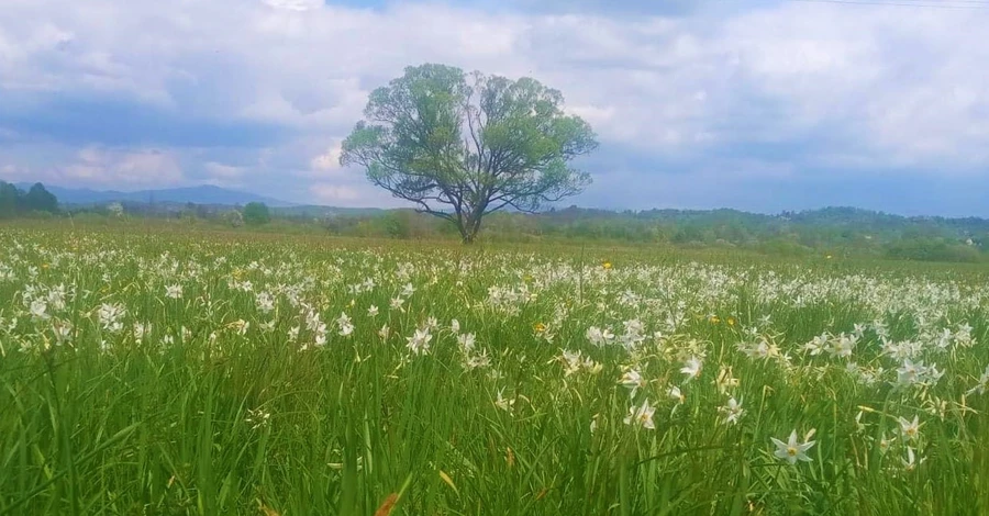 У Карпатах зацвіла Долина нарцисів, там можна побачити унікальні дикі квіти