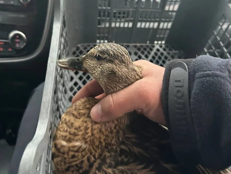 У Львові патрульні врятували дику качку, яку збили на дорозі