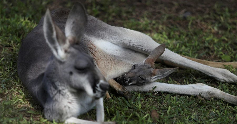 В Австралии могут начать отстреливать кенгуру:  чрезмерно большая популяция
