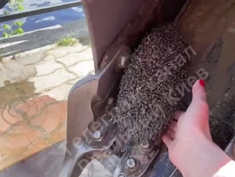 Киевские строители спасли на Оболони тонущего ежа - доставали экскаватором