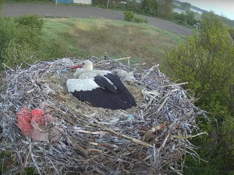 В Полтавской области ведут круглосуточное видеонаблюдение за гнездом аистов