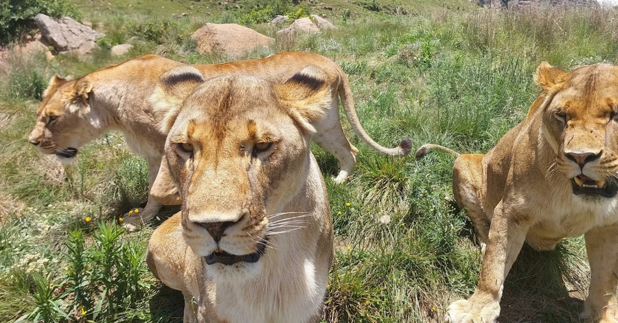 Зоозахисники показали як живуть в Африці, США та Європі дикі тварини, врятовані із приватних звіринців