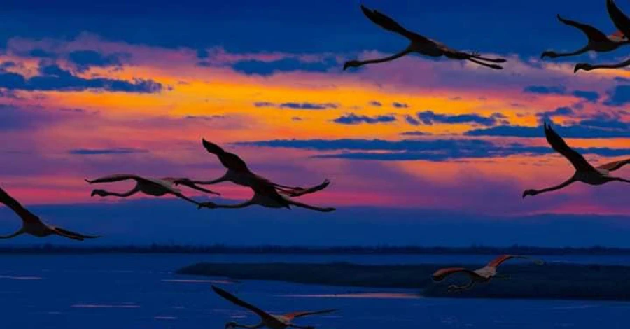 Птица Феникс Одесчины: как фламинго на «Тузловских лиманах» вдохновляют на победу