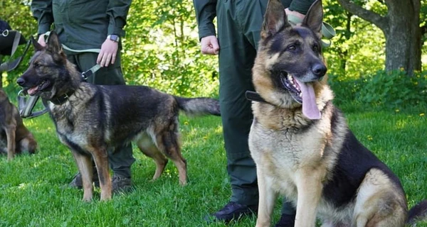 Четырехлапые 