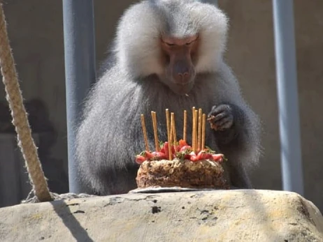 В одеському зоопарку відсвяткували 15-річчя павіана Жоріка