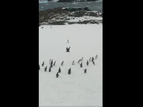 Полярники показали, як пінгвіни виганяють хижака, який полює на їхнє потомство