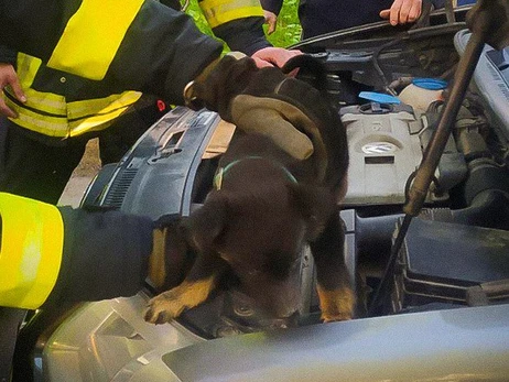 Во Львовской области спасатели освободили щенка, застрявшего в моторном отсеке авто
