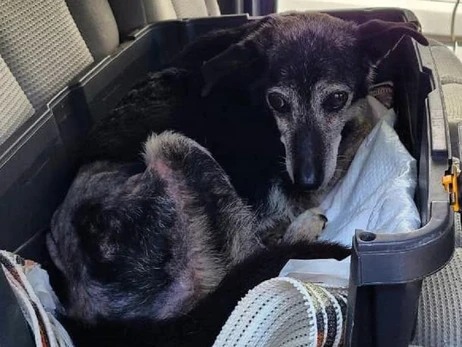 Собаке, которую в Одессе переехал водитель иномарки, нашли новый дом в Кракове