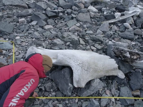 Українські полярники досліджують скелет гігантського синього кита