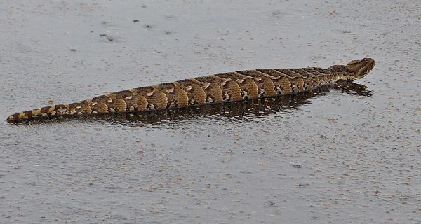 На Житомирщине людей испугала редкая змея ценой в две тысячи долларов
