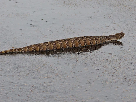 На Житомирщині людей налякала рідкісна змія ціною в дві тисячі доларів