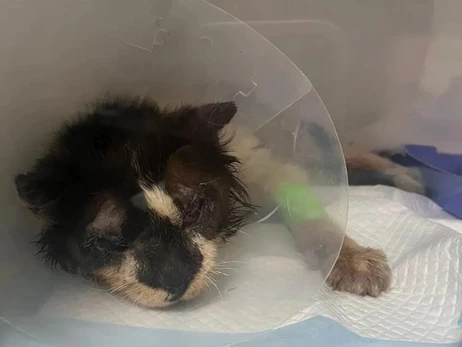 Волонтеры эвакуировали кота с иммунодефицитом из-под обстрелов из Орехова