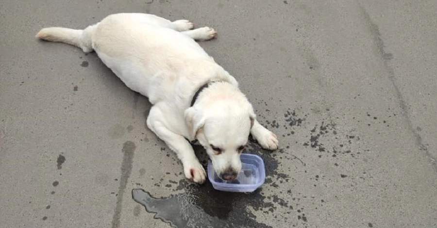 Одеські патрульні врятували собаку, якого хазяйка закрила в автомобілі