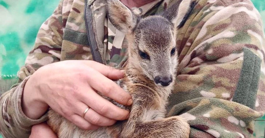 Військові на Донбасі врятували крихітне оленя