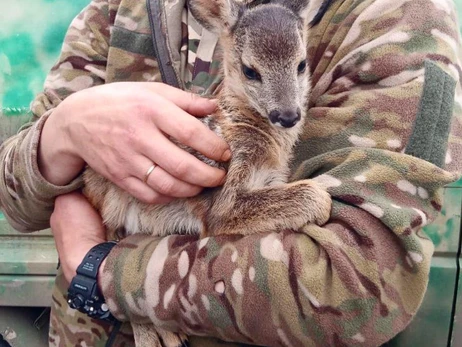 Военные на Донбассе спасли крошечного олененка