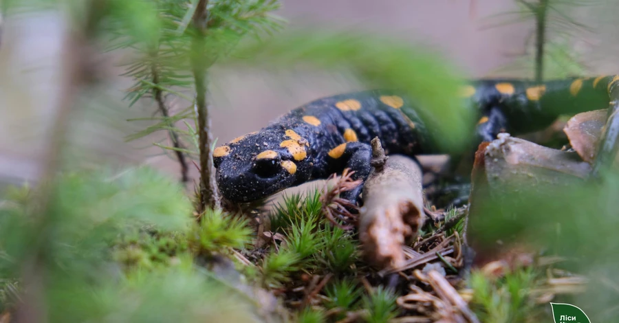 У горах Буковини сфотографували рідкісну саламандру