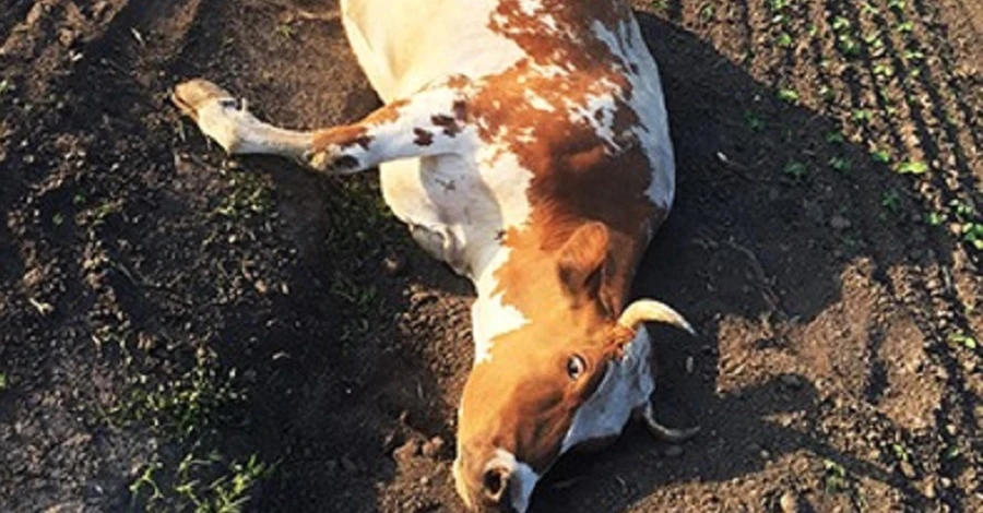 Поліцейські встановили особу чоловіка, який знущався з корови на Хмельниччині