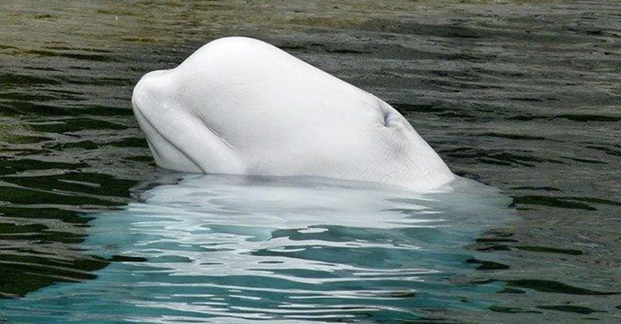 У берегов Швеции заметили кита-белуху, которого подозревали в шпионаже на РФ