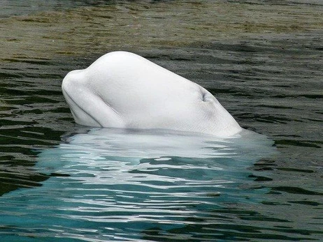 У берегов Швеции заметили кита-белуху, которого подозревали в шпионаже на РФ
