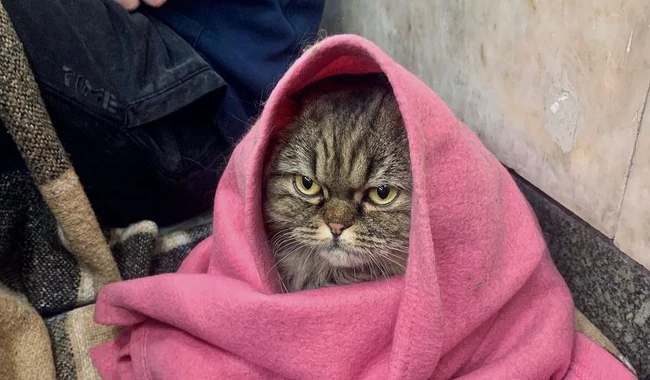 Кошка Хлоя сидит в киевском метро во время воздушной тревоги