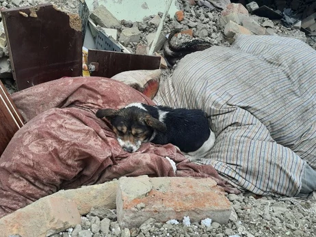 Собака Ельза, господарі якої загинули під час ракетного удару по Львівщині, тепер живе в Німеччині