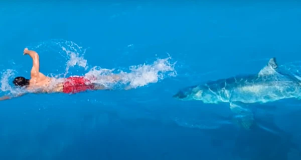 В Египте поймали акулу, которая съела россиянина