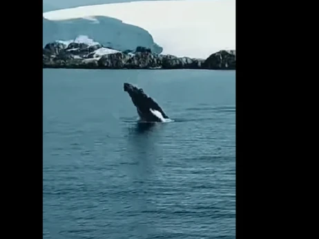Украинские полярники рассказали, почему прыгают киты, размер которых, как пятиэтажка