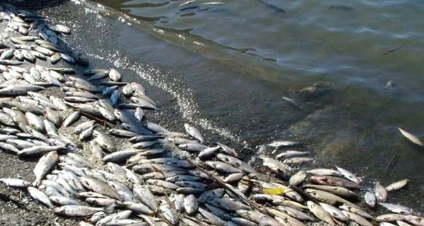 На обновление рыбного фонда после подрыва Каховской ГЭС уйдет 15 – 20 лет