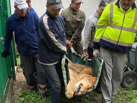 Из Центра спасения диких животных за границу эвакуировали пятерых львов