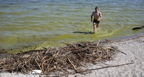 В Одессе позеленело море